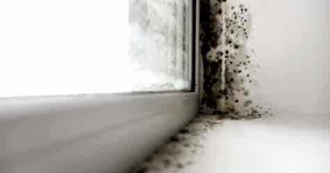 Плесень на подоконнике