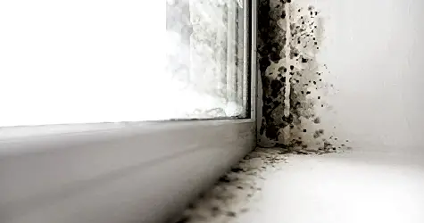 Плесень на подоконнике