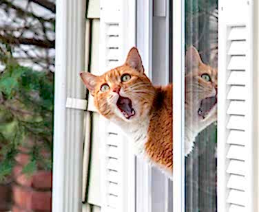 Кошка на окне