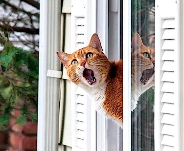 Кошка на окне