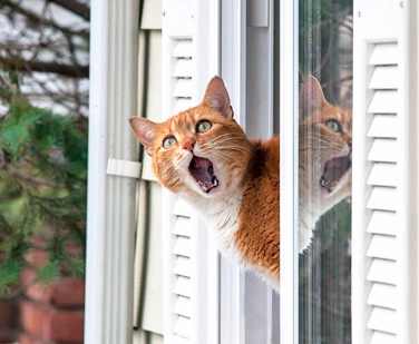 Кошка на окне