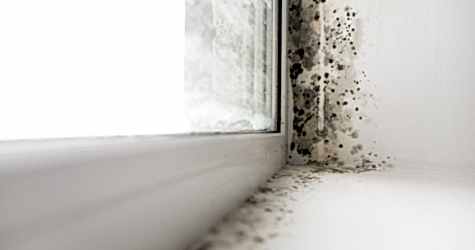 Плесень на подоконнике