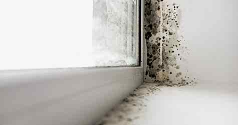 Плесень на подоконнике