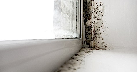 Плесень на подоконнике