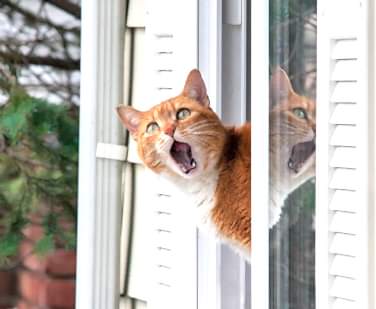 Кошка на окне